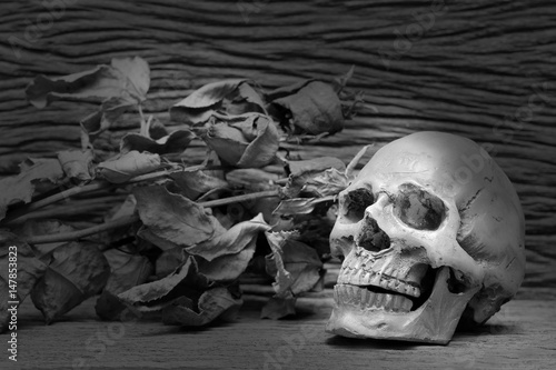Old human skulls on pile of dried rose flower in dim light dark night on beautiful wooden table / Still life image, and adjustment black and white for background ,