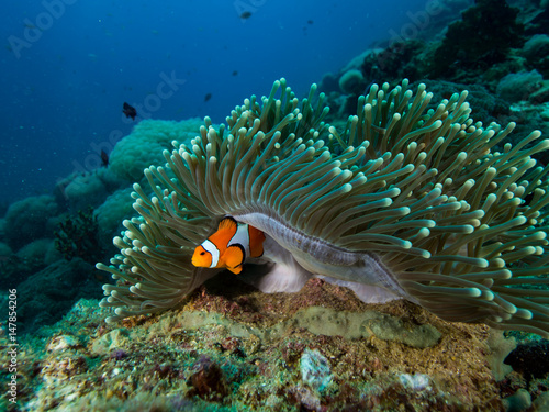Clownfish hiding under the mantle of its anemomone