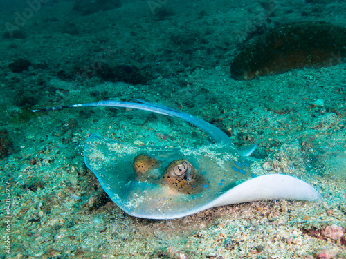 Bluespotted stingray