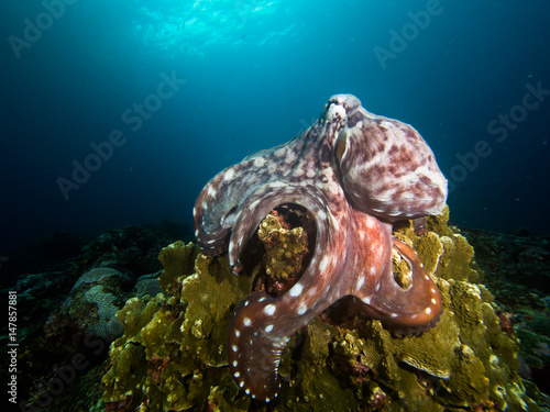 Octopus hunting in the shallows photo