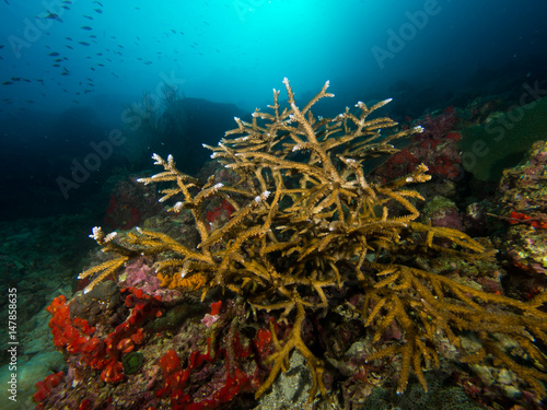 Staghorn coral