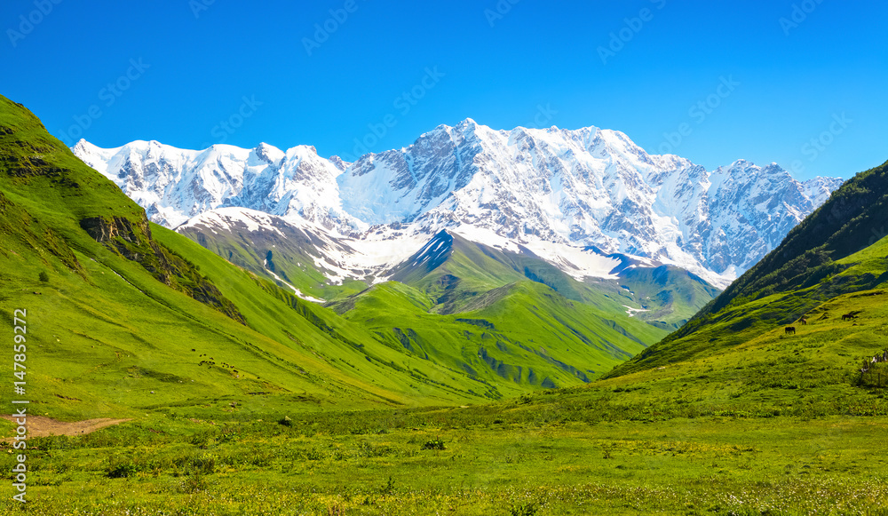 Fototapeta premium Fascinating lawn with yellow and white flowers.