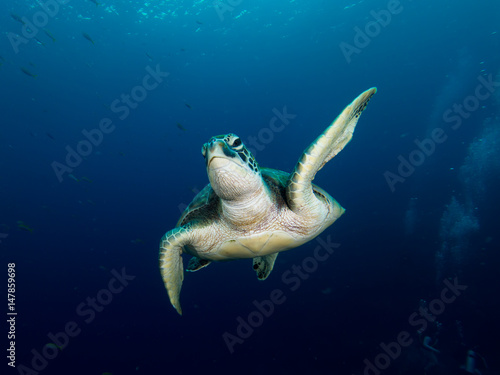 Green sea turtle