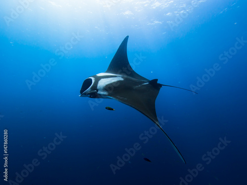 Manta ray