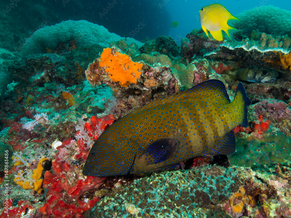 bluespotted grouper bluespotted grouper