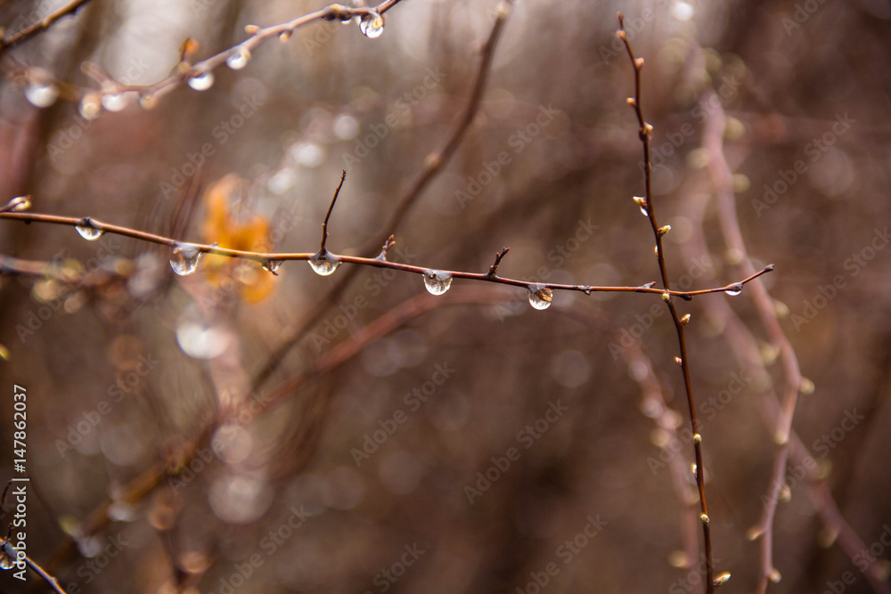 Branches of birch with earrings in raindrops on a background Branches of birch with earrings in raindrops on a background