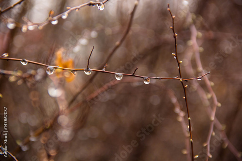 Branches of birch with earrings in raindrops on a background