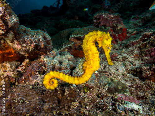 Tigertail seahorse photo