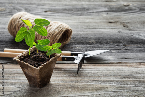 Seedlings in a peat pot