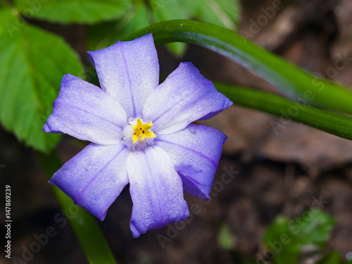 Lucile's glory-of-the-snow, chionodoxa luciliae, blooming in spring, macro, selective focus, shallow DOF photo