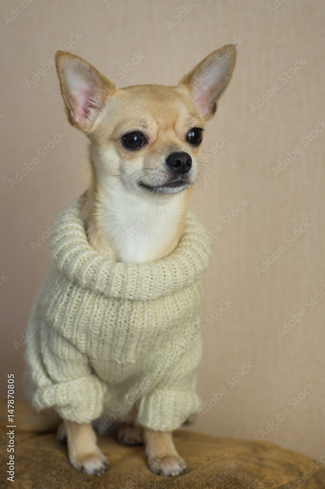 Indoor portrait of curious Chihuahua wearing light knitted
