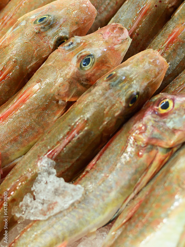 tub gurnard (lucerna chelidonichthys): market of seafood photo