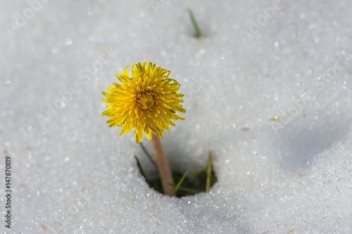 Fototapeta Naklejka Na Ścianę i Meble -  Lonely dandelion appearing from snow after unexpected snowfall in Dnepr city, Ukraine