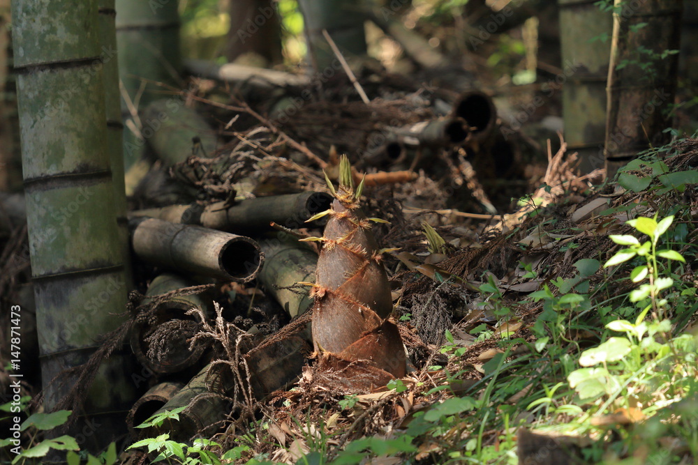 Obraz premium Bamboo sprout