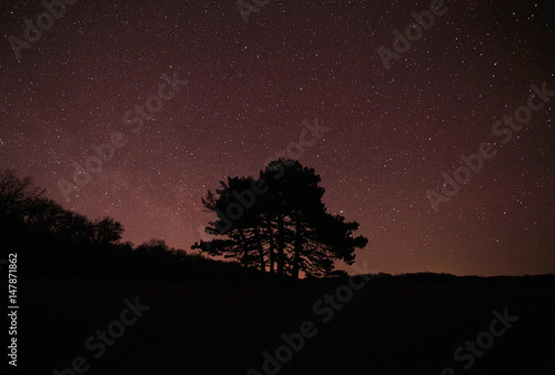 silhouette of tree against starry night sky