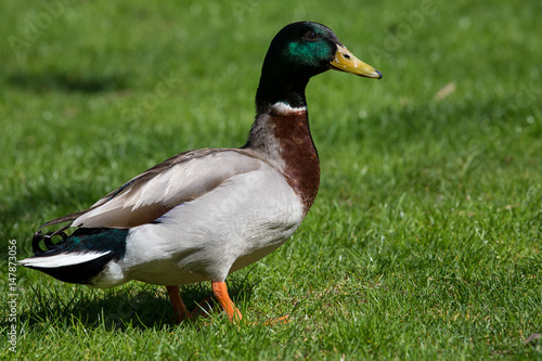 Male duck walking on grass