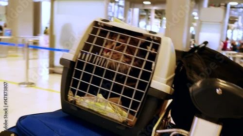 Traveler Maine coon cat in cage in the airport with luggage and it owner. 3840x2160