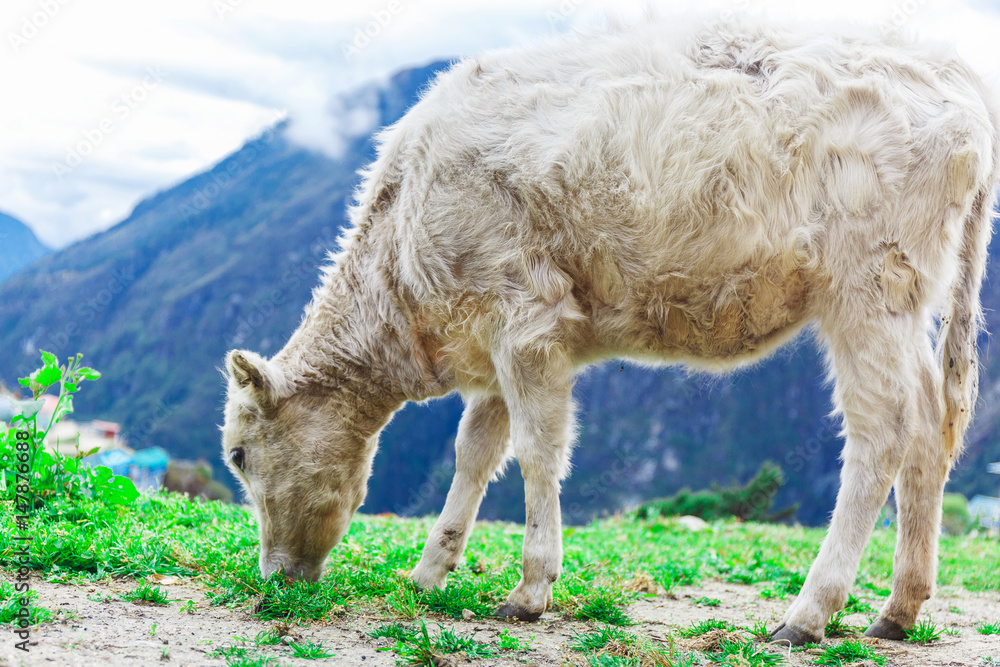 Obraz premium White mountain calf