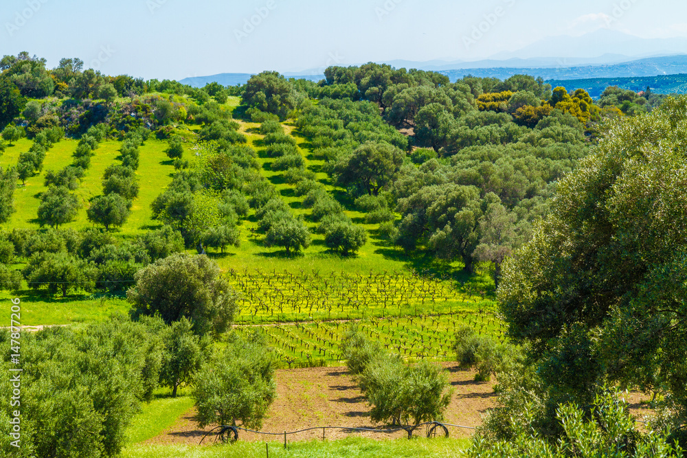 Olive trees grove landscape in the Mediterranean island of Crete, Greece.