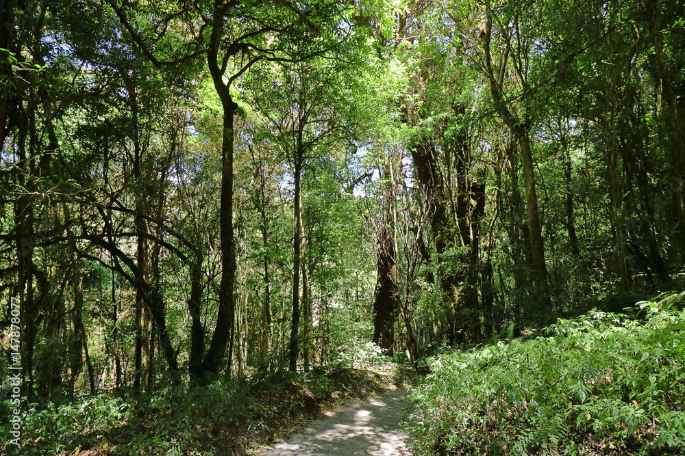 Obraz premium Tropical jungle rain forest in Chiang mai , Thailand