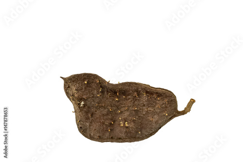 Seeds Tree isolated on white background.Saved with clipping path.