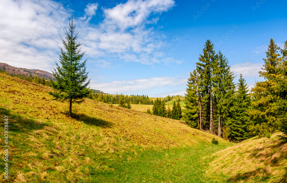 spruce forest on a mountain hill side