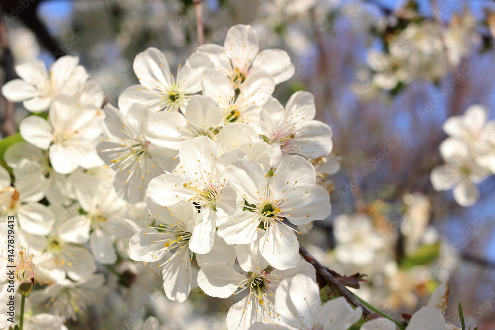 Branches of blossoming cherry tree. Cherry tree in white flowers.