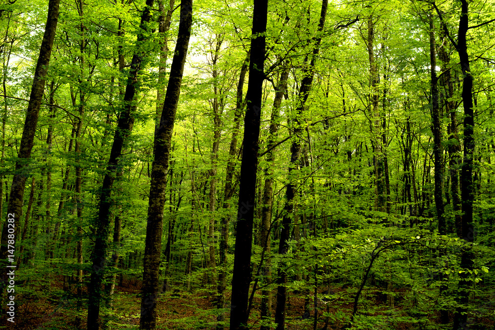 Photograph of a forest of beeches