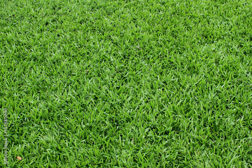 football grass texture football grass texture
