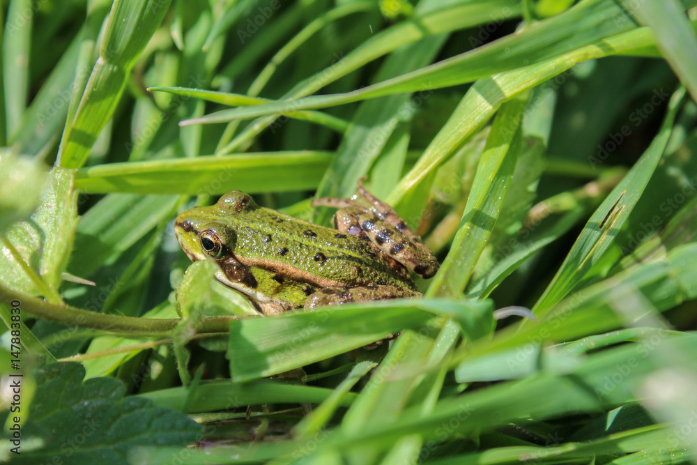 Pelophylax kl. esculentus, frog in green grass Pelophylax kl. esculentus, frog in green grass