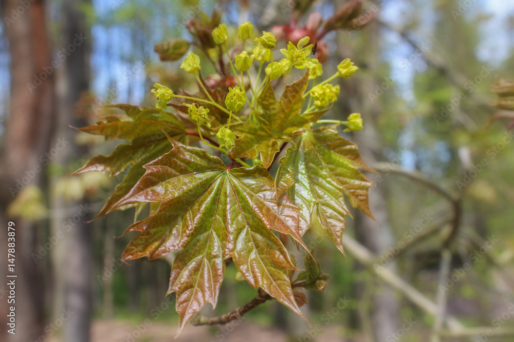 Tree bloom of acer with blured background Tree bloom of acer with blured background