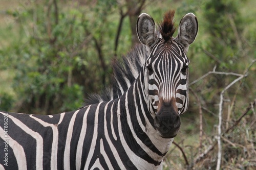 Beautiful black and white zebra in the nature habitat  wild africa  african wildlife  animals in their nature habitat