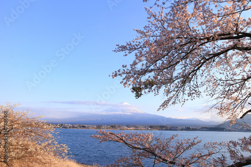 河口湖 富士山と桜