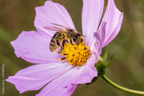 Bee on a pink  flower