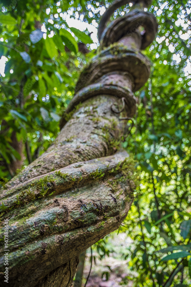 Fototapeta premium Massive tropical liana looping around a tree in jungle