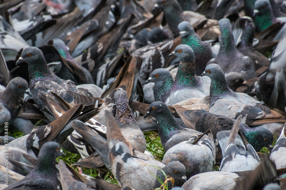 Big bevy of pigeons looking for food in park Big bevy of pigeons looking for food in park