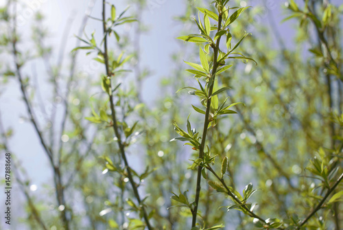 green sprout against the sky