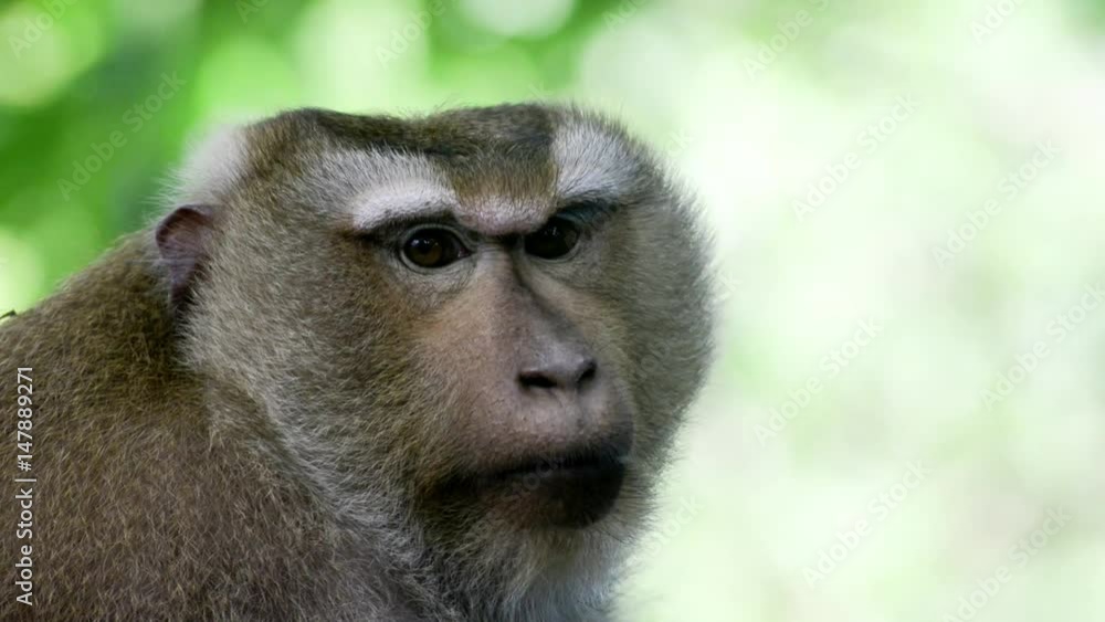 Close up of wild rhesus monkey in natural setting, looking around. Close up of wild rhesus monkey in natural setting, looking around.