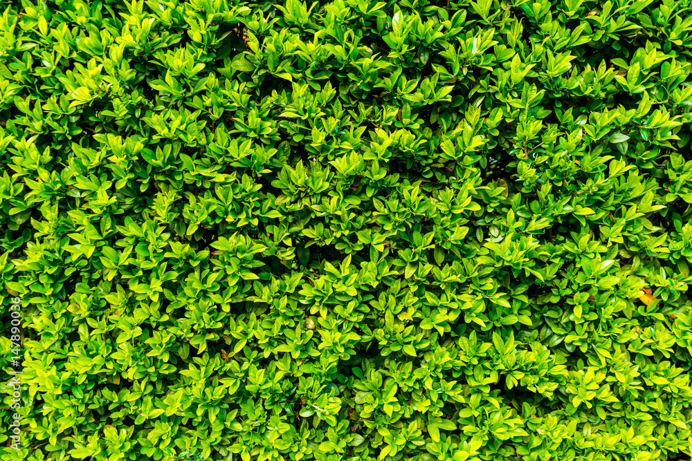 Neatly trimmed green leafy hedge Neatly trimmed green leafy hedge