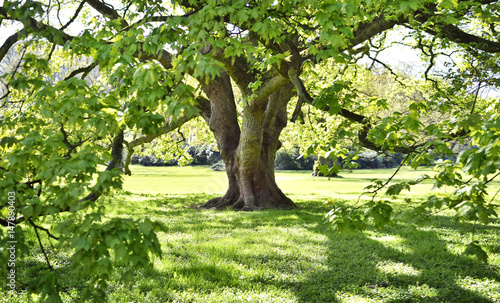 Beautiful old tree on a green meadow or park. Maple tree with hug he branches, full frame shot, summer scene.