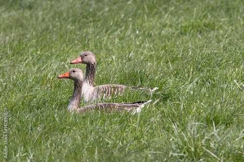 2 Graugänse sitzen hintereinander im Gras photo