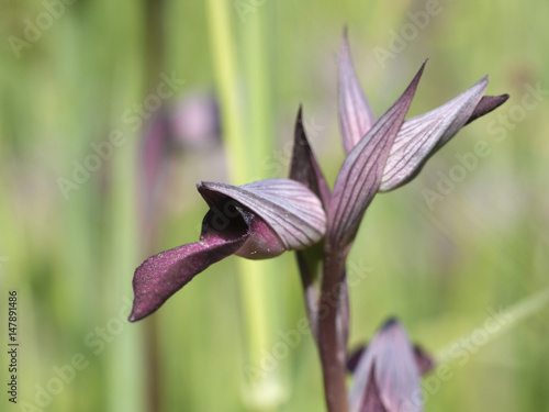 Wallpaper Mural wild orchid serapias lingua head Torontodigital.ca