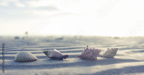 Seashells on the sand, on the background of the ocean