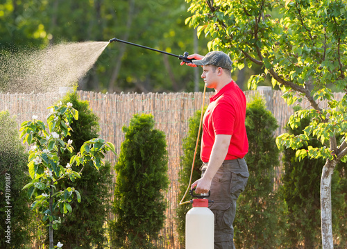 Fotografie Gardener applying an insecticide fertilizer to his fruit shrubs