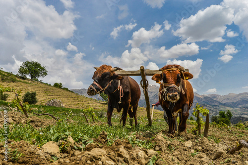 Plowing with an ox team 