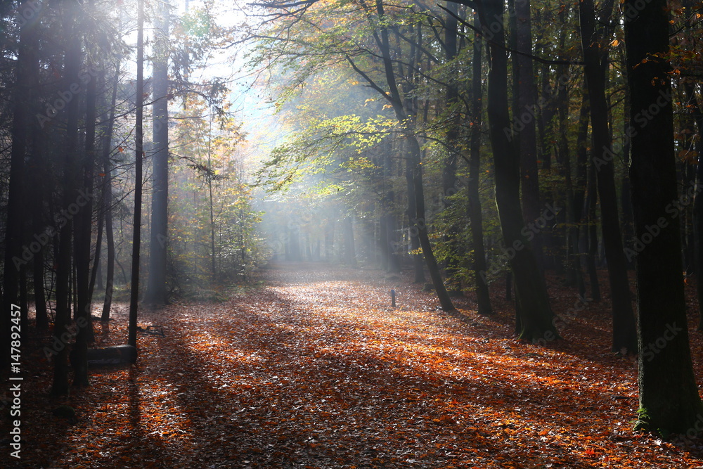 Fototapeta premium Authumn in the Forest