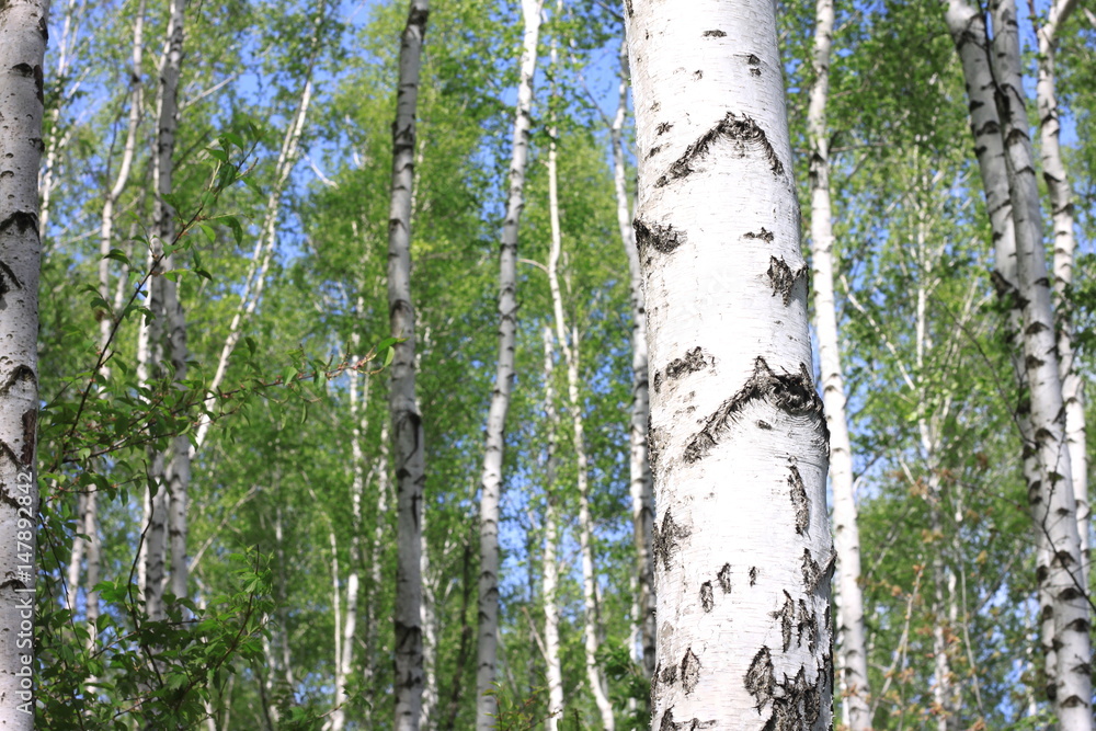 Fototapeta premium Beautiful landscape with young juicy birches with green leaves and with black and white birch trunks in sunlight in the morning in spring