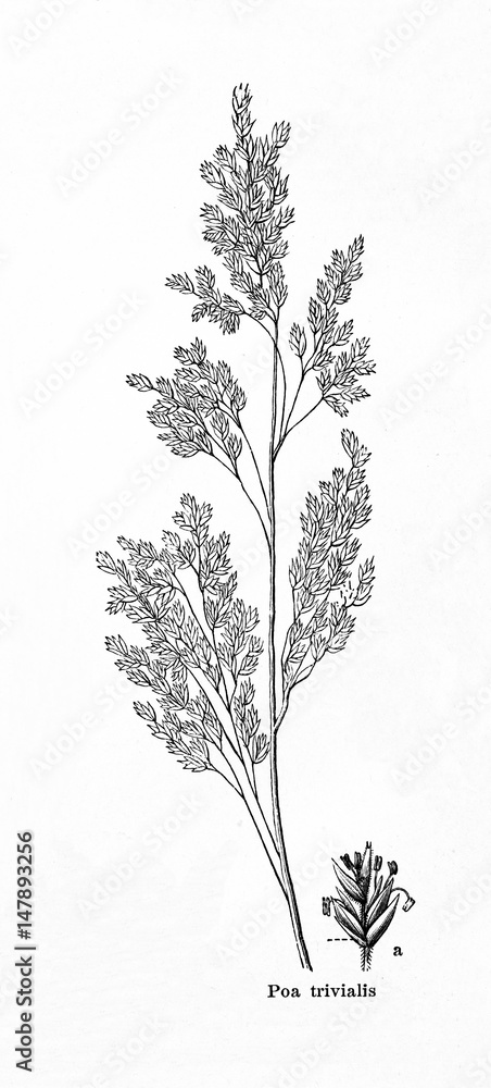 Fototapeta premium Rough bluegrass (Poa trivialis) (from Meyers Lexikon, 1895, 7/876/877)