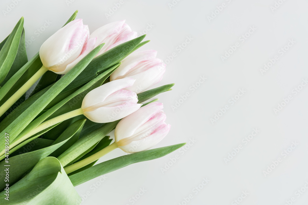 light pink tulips isolated on white with copy space, wedding flowers background concept