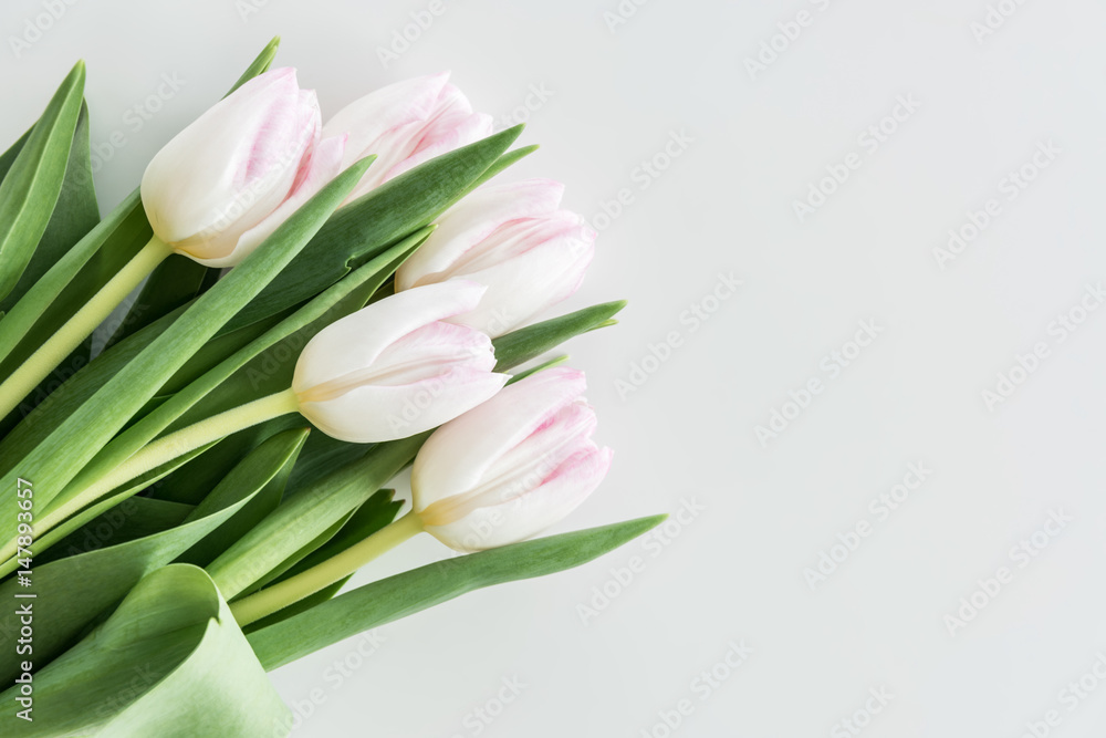light pink tulips isolated on white with copy space, wedding flowers background concept light pink tulips isolated on white with copy space, wedding flowers background concept